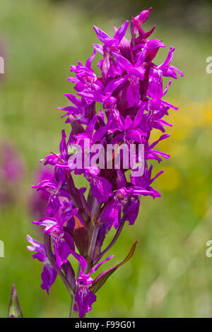 Western or Broad-leaved Marsh Orchid (Dactylorhiza majalis) flowering. Ariege Pyrenees, France. June. Stock Photo