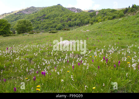 Western or Broad-leaved Marsh Orchid (Dactylorhiza majalis) mass flowering in a boggy meadow with abundant Cotton-grass. Stock Photo