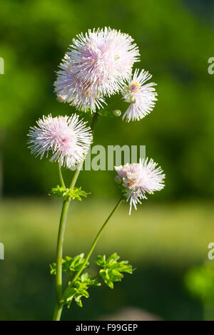 Greater Meadow-rue ( Thalictrum aquilegifolium) flowers.  Ariege Pyrenees, France. June. Stock Photo