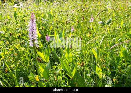 Common Spotted-orchid (Dactylorhiza fuchsii) flowering in a traditional hay meadow. Ariege Pyrenees, France. June. Stock Photo