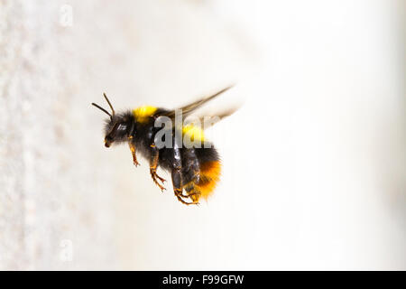 Early Bumblebee (Bombus pratorum) adult worker in flight, approaching the nest entrance in a concrete wall. Stock Photo