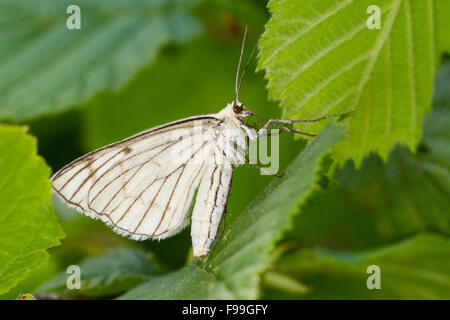 Black-veined Moth (Siona lineata) adult female resting amongst leaves. Ariege Pyrenees, France. June. Stock Photo