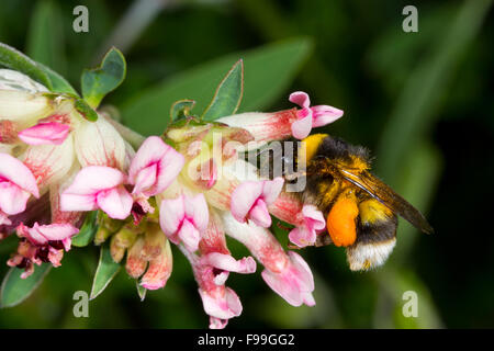 White-tailed Bumblebee (Bombus lucorum s.l.) adult worker already laden with pollen nectar robbing from flowers. Stock Photo