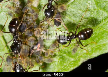 Jet Black ant (Lasius fuliginosus) adult workers tending aphids on a willow leaf. Ariege Pyrenees, France. June. Stock Photo