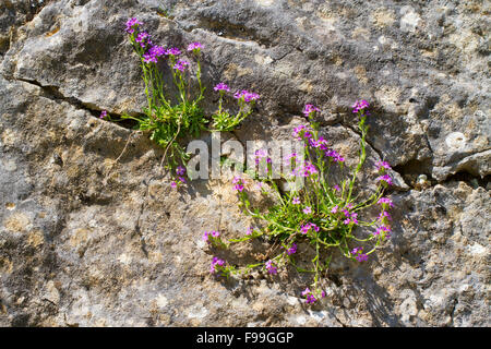 Fairy Foxglove (Erinus alpinus) flowering, growing out of a crack in a limestone rockface. Aude, French Pyrenees France, June. Stock Photo