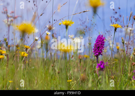 Hybrid Marsh Orchid (Dactylorhiza sp.) flowering in a meadow over limestone. Arnside, Cumbria, England, June. Stock Photo