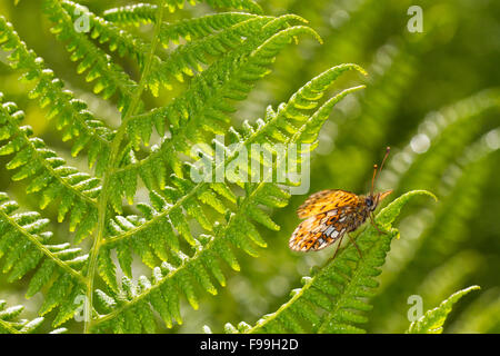 Small Pearl-bordered Fritillary (Boloria selene) underside of an adult butterfly dasking on a fern frond. Powys, Wales, July. Stock Photo