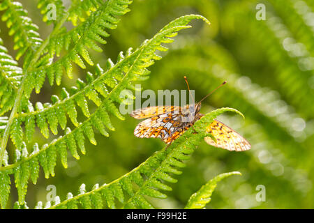 Small Pearl-bordered Fritillary (Boloria selene) underside of an adult butterfly dasking on a fern frond. Powys, Wales, July. Stock Photo