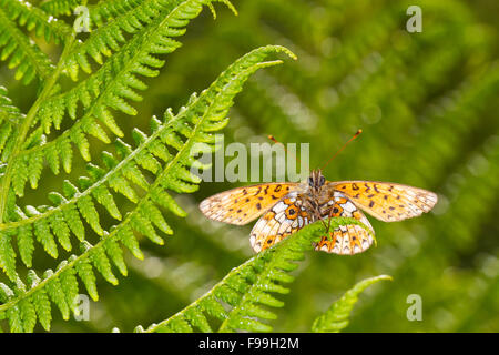 Small Pearl-bordered Fritillary (Boloria selene) underside of an adult butterfly dasking on a fern frond. Powys, Wales, July. Stock Photo