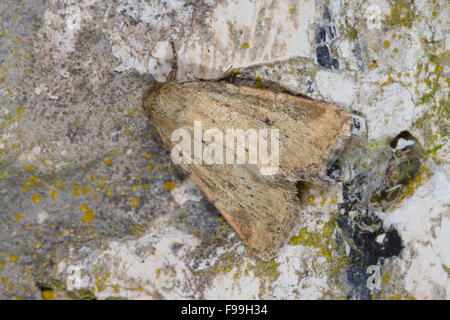 Small Dotted Buff (Photedes minima) adult moth resting on a stone wall. Powys, Wales. July. Stock Photo