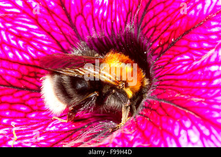 Tree Bumblebee (Bombus hypnorum) queen feeding in a Petunia flower in a garden. Powys, Wales. July. Stock Photo
