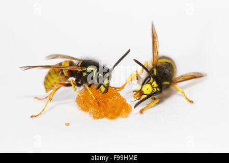 Red Wasp (Vespula rufa) and Tree Wasp (Dolicovespula sylvestris) adult workers feeding on honey against a white background. Stock Photo