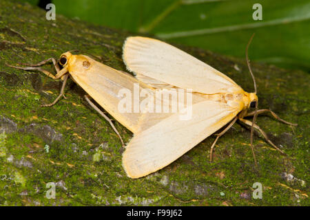 Buff Footman (Eilema depressa) adult moths mating. Powys, Wales. August.