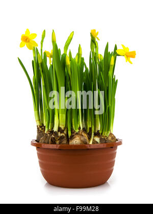 Yellow daffodils in a pot isolated on a white background Stock Photo