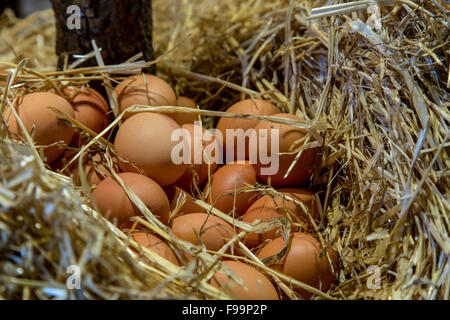 Eggs Stock Photo