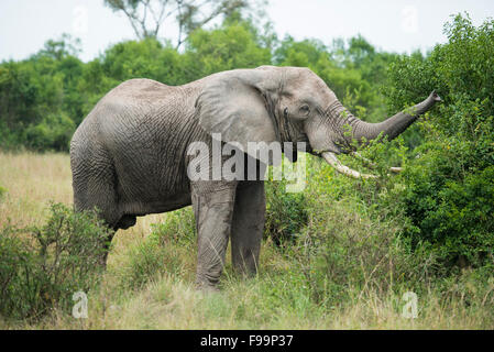 African elephant (Loxodonta africana africana), Ishasha sector in Queen Elizabeth National Park, Uganda Stock Photo