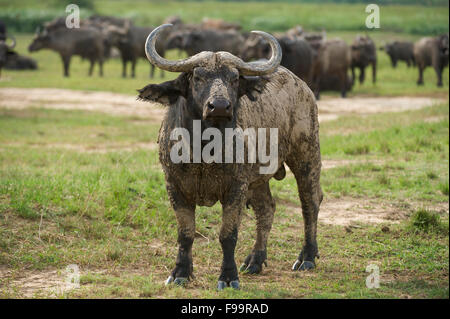 Buffalo (Syncerus caffer caffer), Ishasha sector in Queen Elizabeth National Park, Uganda Stock Photo