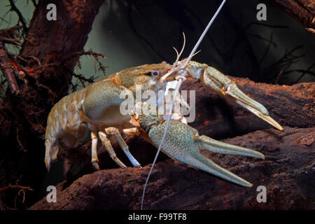 Long-clawed crayfish, Galizischer Sumpfkrebs, Galizischer Sumpf-Krebs, Flußkrebs, Galizier, Galizierkrebs, Astacus leptodactylus Stock Photo