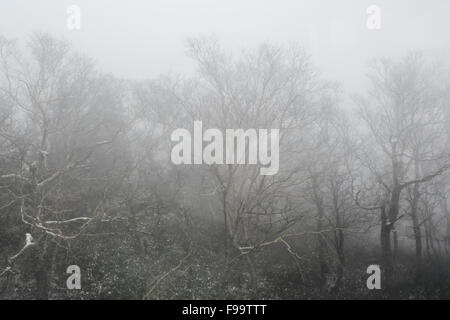 fogy winter forest Stock Photo