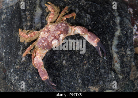Rissos crab, Risso's crab, Steinkrabbe, Glatte Steinkrabbe, Marmorkrabbe, Marmor-Krabbe, Xantho pilipes
