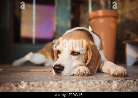 Cute beagle dog guarding and lying in front of the house Stock Photo