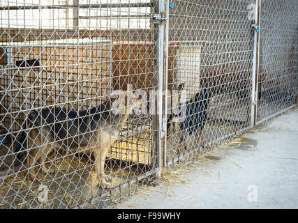 A dog in an animal shelter, waiting for a home Stock Photo