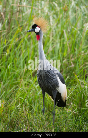Grey Crowned Crane (Balearica regulorum), Ishasha sector in Queen Elizabeth National Park, Uganda Stock Photo