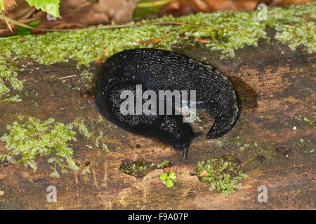 Black keel back slug, Ashy-grey Ash-black Slug, Schwarzer Schnegel, Egelschnecke, Limax cinereoniger, Nacktschnecke Stock Photo