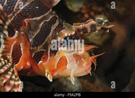 Close up, side view of spotfin lionfish, Pterois antennata, Tulamben, Bali, Indonesia. Stock Photo