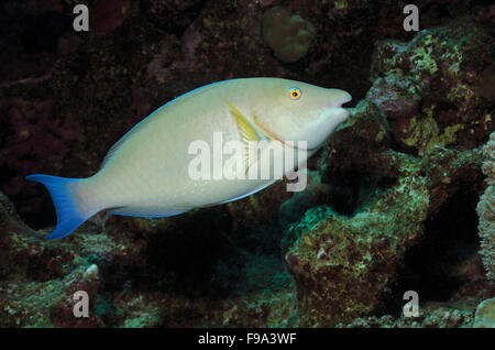 Longnose parrotfish, Hipposcarus harid, on coral reef in Marsa Alam, Egypt Stock Photo