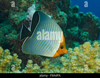 Orange-faced Butterflyfish, Chaetodon larvatus, on coral reef in Hamata, Red Sea, Egypt Stock Photo