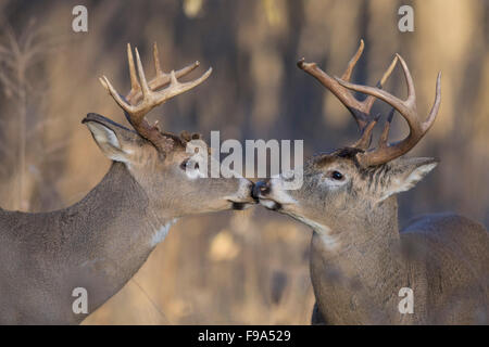 Deer Getting Ready A pair of White-tailed deer getting ready to fight Stock Photo - Alamy