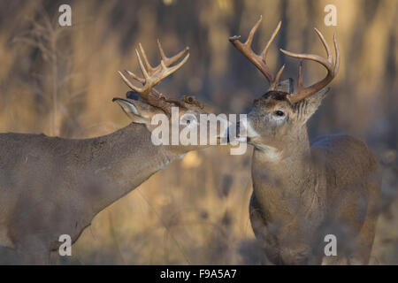 Deer Getting Ready A pair of White-tailed deer getting ready to fight Stock Photo - Alamy
