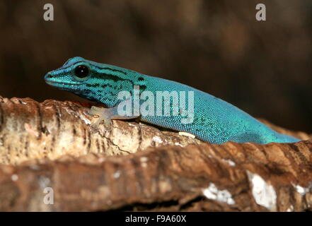 Tanzanian Turquoise Dwarf Gecko or William's dwarf gecko (Lygodactylus ...