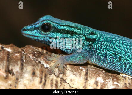 Tanzanian Turquoise Dwarf Gecko or William's dwarf gecko (Lygodactylus williamsi)