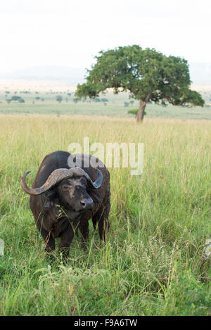Buffalo (Syncerus caffer caffer), Kidepo Valley National Park, Uganda Stock Photo