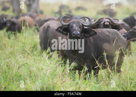 Buffalo (Syncerus caffer caffer), Kidepo Valley National Park, Uganda Stock Photo