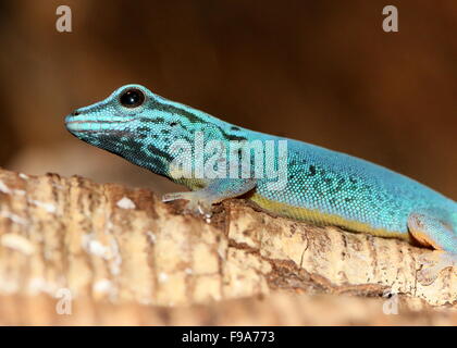 Tanzanian Turquoise Dwarf Gecko or William's dwarf gecko (Lygodactylus williamsi)