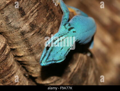 Tanzanian Turquoise Dwarf Gecko or William's dwarf gecko (Lygodactylus williamsi)