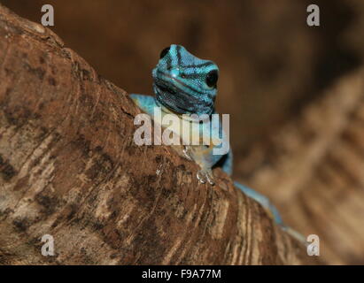 Tanzanian Turquoise Dwarf Gecko or William's dwarf gecko (Lygodactylus williamsi)