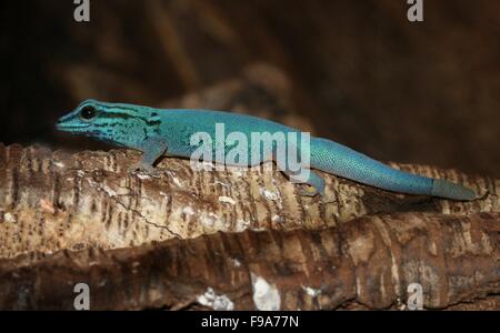 Tanzanian Turquoise Dwarf Gecko or William's dwarf gecko (Lygodactylus williamsi)