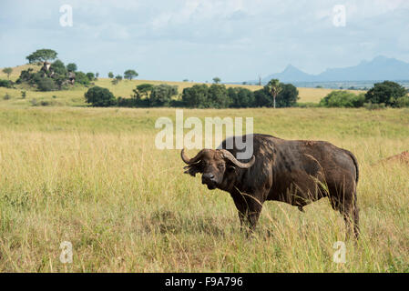 Buffalo (Syncerus caffer caffer), Kidepo Valley National Park, Uganda Stock Photo