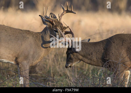 Deer Getting Ready A pair of White-tailed deer getting ready to fight Stock Photo - Alamy