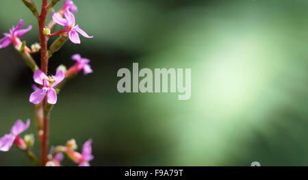 Small Pink Flowers Stock Photo