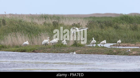 Spoonbill (Platalea leucorodia) landing with Eurasian Spoonbills, Cley-next-the Sea, Norfolk, England, UK. Stock Photo