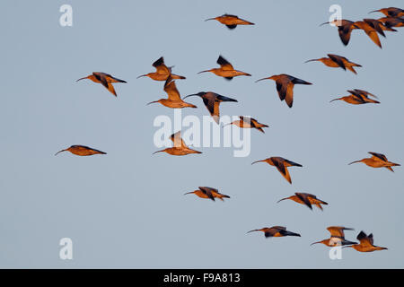 Huge flock of Eurasian curlews / Grosse Brachvoegel ( Numenius arquata ) flying through in nice late sunlight. Stock Photo