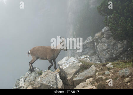 Female Alpine ibex / Steinbock / Alpensteinbock ( Capra ibex ) walks over rocks along the edge of a steep cliff, dense fog. Stock Photo