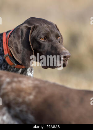 A German Shorthair hunting dog on point Stock Photo