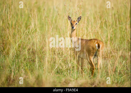 Oribi (Ourebia ourebi), Kidepo Valley National Park, Uganda Stock Photo