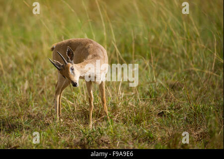 Oribi marking grass with a gland (Ourebia ourebi), Kidepo Valley National Park, Uganda Stock Photo